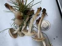 Schwefelschüppling, Foto 42