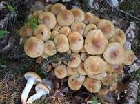Schwefelschüppling, Foto 47