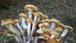 Schwefelschüppling, Foto 48