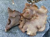 Schweinsohr, Foto 21