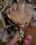 Schweinsohr, Foto 33