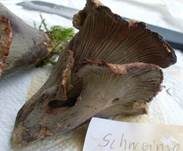 Schweinsohr, Foto 37