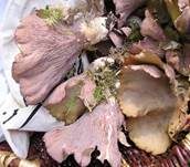 Schweinsohr, Foto 49