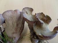 Schweinsohr, Foto 9
