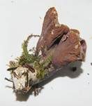Schweinsohr, Foto 10