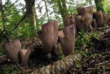 Schweinsohr, Foto 11