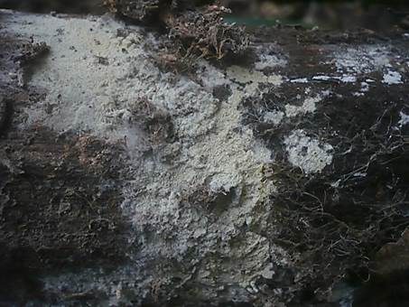 Schweizer-Rindenpilz, Foto 2