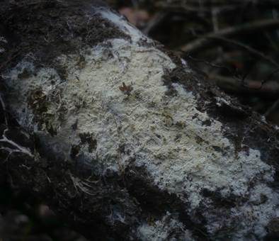 Schweizer-Rindenpilz, Foto 3