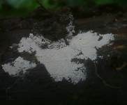 Schweizer-Rindenpilz, Foto 6