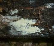 Schweizer-Rindenpilz, Foto 8