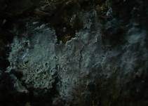 Schweizer-Rindenpilz, Foto 10