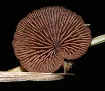 Seggen-Muschelfüßchen, Foto 4
