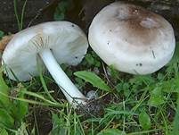 Seidiger Dachpilz, Foto 13