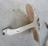 Seidiger Dachpilz, Foto 24