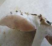 Seidiger Dachpilz, Foto 26
