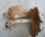 Seidiger Dachpilz, Foto 27