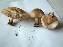 Seidiger Dachpilz, Foto 7