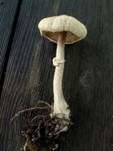 Seidiger Egerlingsschirmling, Foto 12
