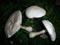 Seidiger Egerlingsschirmling, Foto 17