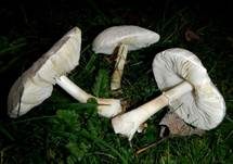 Seidiger Egerlingsschirmling, Foto 18