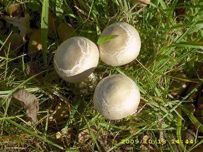 Seidiger Egerlingsschirmling, Foto 4
