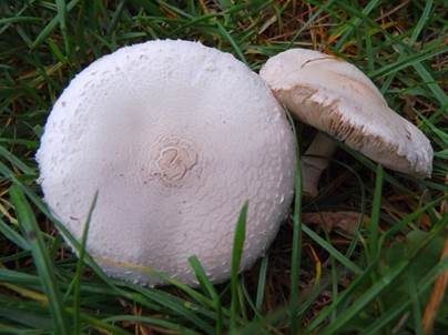 Seidiger Egerlingsschirmling, Foto 5