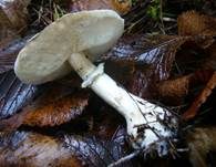 Seidiger Egerlingsschirmling, Foto 6