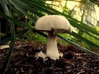 Seidiger Egerlingsschirmling, Foto 8