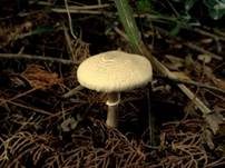 Seidiger Egerlingsschirmling, Foto 10