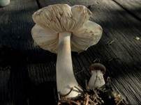 Seidiger Egerlingsschirmling, Foto 11