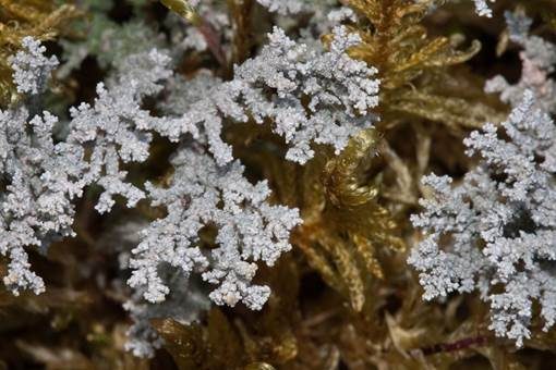 Alpine Strunkflechte, Foto 3