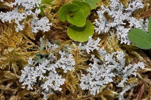 Alpine Strunkflechte, Foto 4