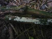 Seidiger Membranrindenpilz, Foto 12