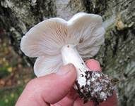 Seidiger Ritterling, Foto 13