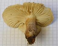 Seidiger Ritterling, Foto 21