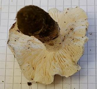 Seidiger Ritterling, Foto 5