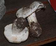 Seidiger Ritterling, Foto 6
