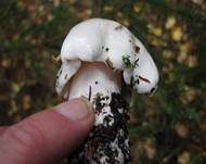 Seidiger Ritterling, Foto 9