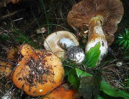 Seidiger Schleimkopf, Foto 2