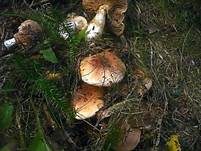 Seidiger Schleimkopf, Foto 5