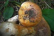 Seidiger Schleimkopf, Foto 7
