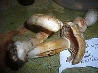 Seidiger Schleimkopf, Foto 8
