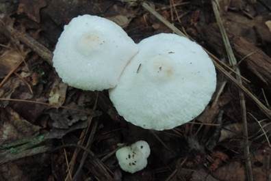 Seidiger Seidenschirmling, Foto 3