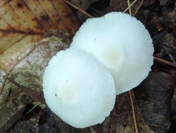 Seidiger Seidenschirmling, Foto 5