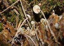 Seidiger Sklerotienrübling, Foto 6