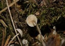 Seidiger Sklerotienrübling, Foto 8