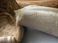 Seidiger Tigerritterling, Foto 19