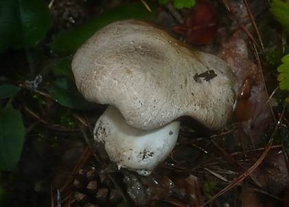 Seidiger Tigerritterling, Foto 4