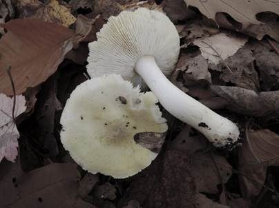 Seidiggrauer Buckelritterling, Foto 2