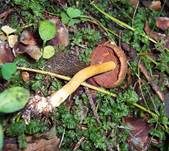Blutblättriger Hautkopf, Foto 23